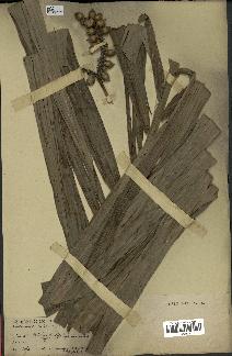 spécimen de Calamus andamanicus