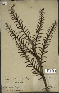 spécimen de Calamus andamanicus
