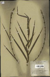 spécimen de Calamus andamanicus