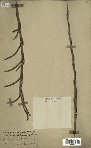 spécimen de Calamus andamanicus