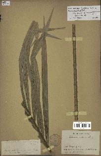 spécimen de Calamus sp.