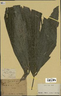 spécimen de Calamus sp.