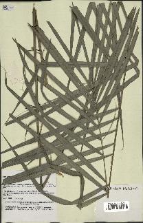 spécimen de Calamus sp.