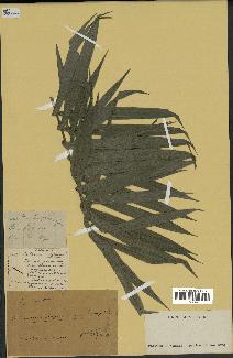 spécimen de Calamus sp.