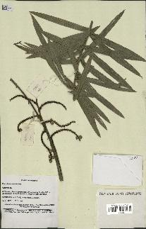 spécimen de Calamus viminalis