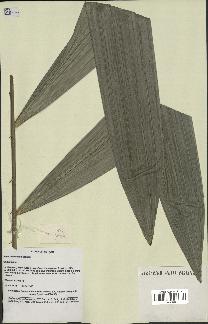spécimen de Calamus sp.