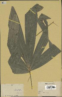 spécimen de Calamus sp.