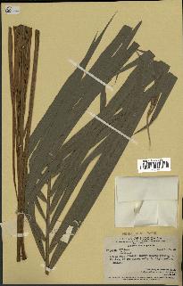 spécimen de Calamus sp.