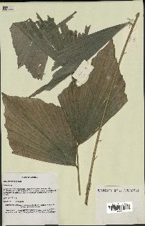 spécimen de Calamus sp.