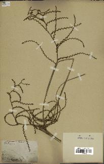 spécimen de Calamus viminalis