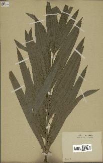 spécimen de Calamus viminalis