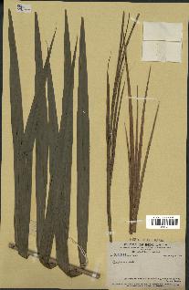 spécimen de Calamus sp.