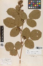 spécimen de Rubus eriostachys