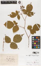 spécimen de Rubus horridulus