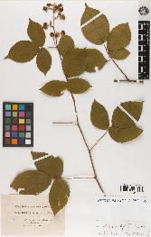 spécimen de Rubus gratiflorus