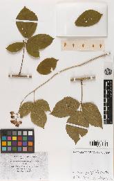 spécimen de Rubus gratiflorus