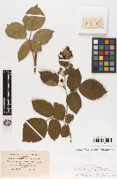 spécimen de Rubus subcanus