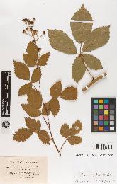 spécimen de Rubus roseolus