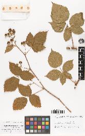 spécimen de Rubus deltaefolius