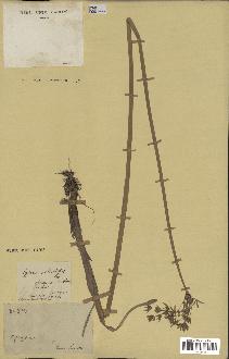 spécimen de Cyperus articulatus