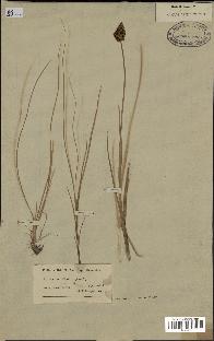 spécimen de Carex sp.