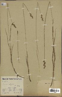 spécimen de Carex sp.