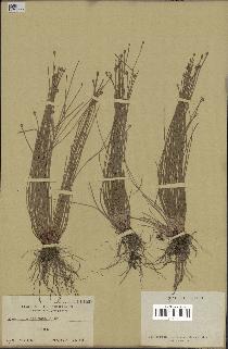 spécimen de Eleocharis geniculata