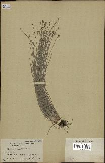 spécimen de Eleocharis geniculata