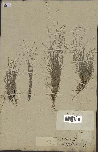 spécimen de Eleocharis geniculata
