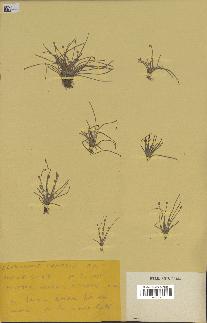spécimen de Eleocharis geniculata