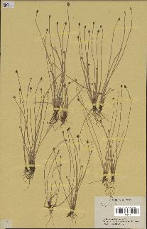 spécimen de Eleocharis geniculata