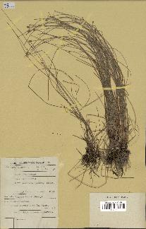 spécimen de Eleocharis geniculata