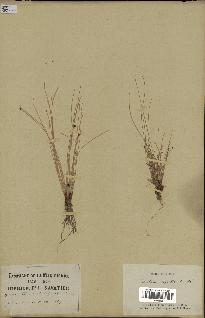 spécimen de Eleocharis geniculata