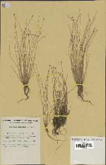 spécimen de Eleocharis geniculata