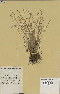 spécimen de Eleocharis geniculata