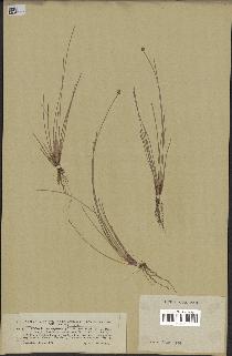spécimen de Eleocharis geniculata