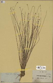 spécimen de Eleocharis geniculata