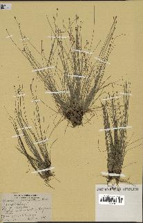 spécimen de Eleocharis geniculata