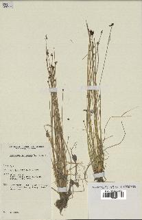 spécimen de Eleocharis geniculata