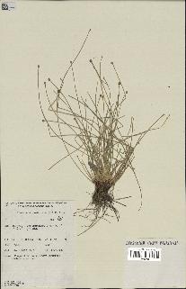 spécimen de Eleocharis geniculata