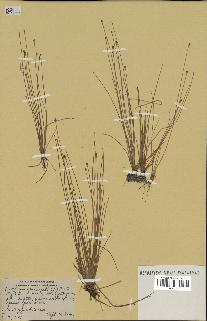 spécimen de Eleocharis geniculata