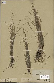 spécimen de Eleocharis geniculata