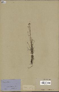 spécimen de Eleocharis geniculata