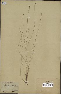 spécimen de Eleocharis geniculata