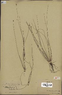 spécimen de Eleocharis geniculata
