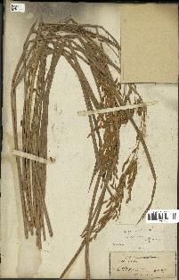 spécimen de Oryza sativa