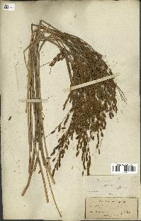 spécimen de Oryza sativa