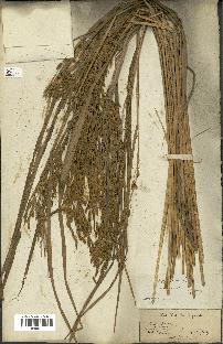 spécimen de Oryza sativa