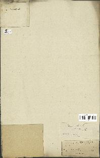 spécimen de Oryza sativa