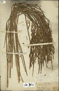 spécimen de Oryza sativa